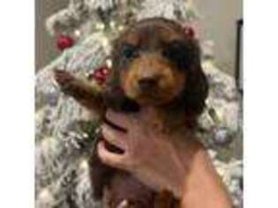 Dachshund Puppy for sale in Scottsdale, AZ, USA