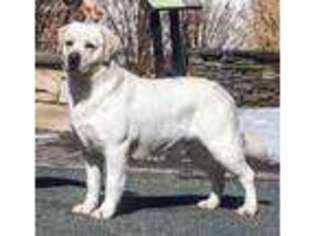 Labrador Retriever Puppy for sale in Newtown, CT, USA