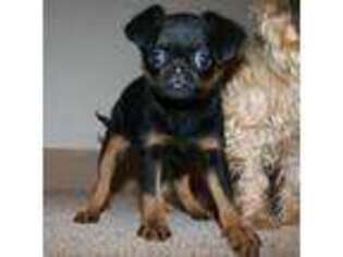 Brussels Griffon Puppy for sale in Marietta, GA, USA