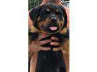 Rottweiler Puppy for sale in Medford, NY, USA
