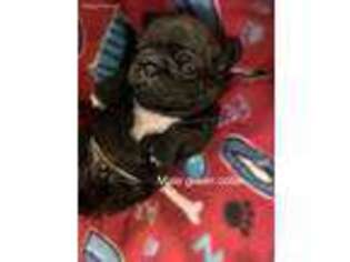 Pug Puppy for sale in Macedonia, OH, USA