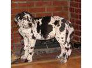 Great Dane Puppy for sale in Wheeling, WV, USA