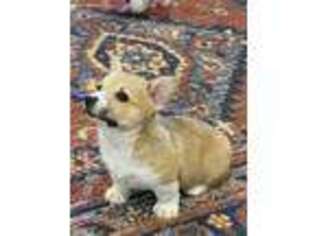 Pembroke Welsh Corgi Puppy for sale in Ash Flat, AR, USA