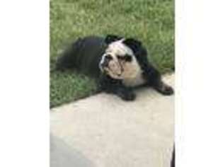 Bulldog Puppy for sale in Temperance, MI, USA