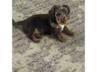 Dachshund Puppy for sale in Bowling Green, KY, USA