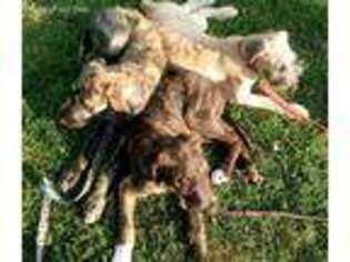 Irish Wolfhound Puppy for sale in Gravois Mills, MO, USA