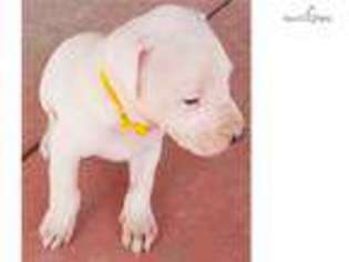 Dogo Argentino Puppy for sale in Las Vegas, NV, USA