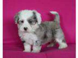 Mutt Puppy for sale in Orrville, OH, USA