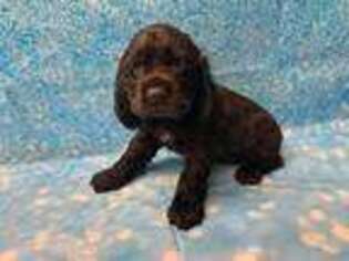 Cocker Spaniel Puppy for sale in Griggsville, IL, USA