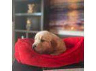 Golden Retriever Puppy for sale in Sanford, NC, USA