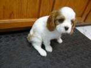 Cavalier King Charles Spaniel Puppy for sale in Pleasant Hill, MO, USA