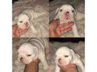 Bulldog Puppy for sale in Jackson Heights, NY, USA