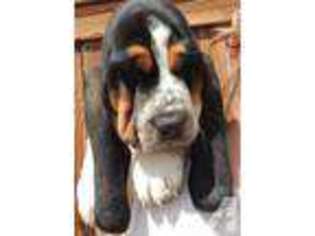 Basset Hound Puppy for sale in VICTORVILLE, CA, USA