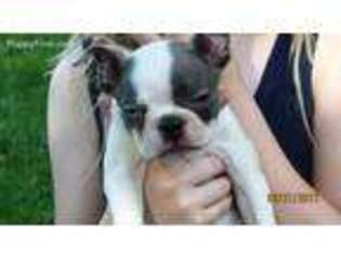 Boston Terrier Puppy for sale in Lewisburg, OH, USA