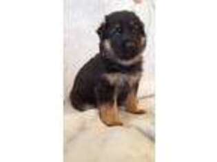 German Shepherd Dog Puppy for sale in Wykoff, MN, USA
