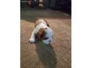 Cavalier King Charles Spaniel Puppy for sale in Heber Springs, AR, USA