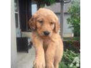 Mutt Puppy for sale in HOLLIDAYSBURG, PA, USA