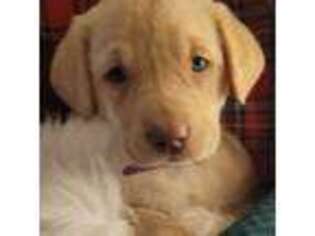 Labrador Retriever Puppy for sale in Stoughton, MA, USA
