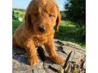 Goldendoodle Puppy for sale in Trenton, MO, USA