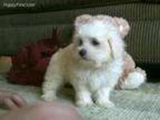 Maltese Puppy for sale in Milford, IN, USA