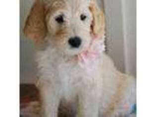 Goldendoodle Puppy for sale in Montgomery, TX, USA