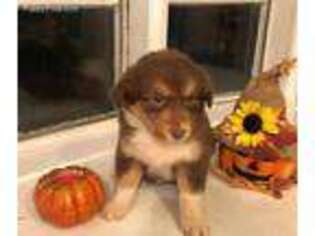 Australian Shepherd Puppy for sale in Crawfordsville, IN, USA