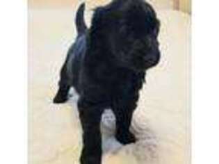 Flat Coated Retriever Puppy for sale in Harrodsburg, KY, USA