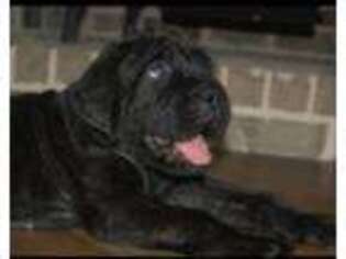 Mastiff Puppy for sale in Newnan, GA, USA