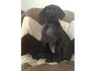 Great Dane Puppy for sale in Temple City, CA, USA