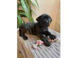 Cane Corso Puppy for sale in Gap, PA, USA