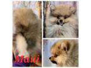 Pomeranian Puppy for sale in Indianola, IA, USA