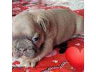 French Bulldog Puppy for sale in Forest City, IA, USA