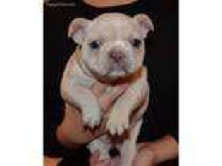 French Bulldog Puppy for sale in Erie, PA, USA