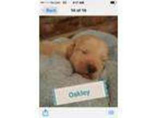 Labradoodle Puppy for sale in Sparta, TN, USA