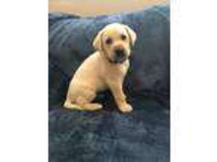 Labrador Retriever Puppy for sale in Kearny, AZ, USA