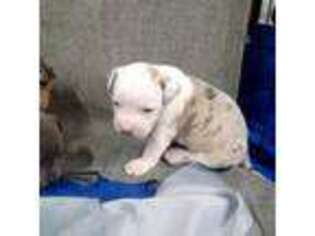 Mutt Puppy for sale in Chesapeake, VA, USA
