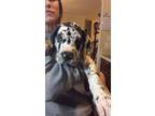 Great Dane Puppy for sale in Williamsville, VA, USA