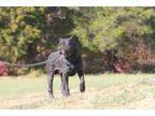 Cane Corso Puppy for sale in HERNDON, VA, USA