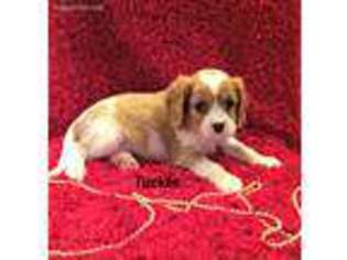 Cavalier King Charles Spaniel Puppy for sale in Bethel, PA, USA