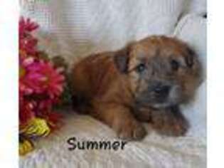 Soft Coated Wheaten Terrier Puppy for sale in Colby, WI, USA