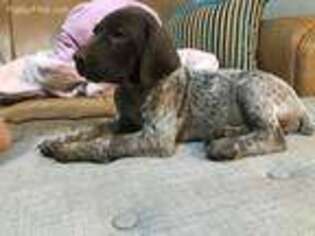 German Shorthaired Pointer Puppy for sale in Keysville, GA, USA