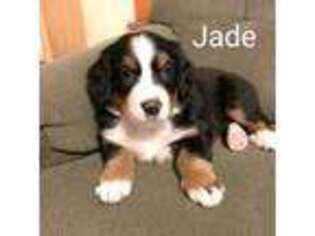 Bernese Mountain Dog Puppy for sale in Palmyra, ME, USA