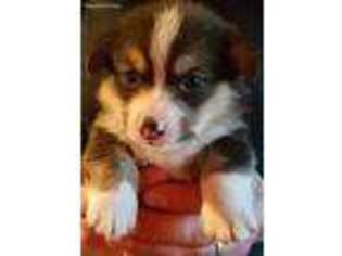 Pembroke Welsh Corgi Puppy for sale in Glen Ullin, ND, USA
