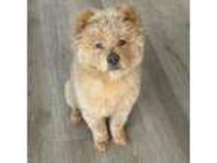 Chow Chow Puppy for sale in North Las Vegas, NV, USA