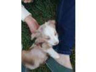 Miniature Australian Shepherd Puppy for sale in Sanford, CO, USA