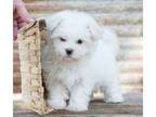 Maltese Puppy for sale in Caulfield, MO, USA