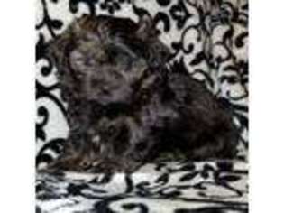 Mal-Shi Puppy for sale in Rock Hill, SC, USA