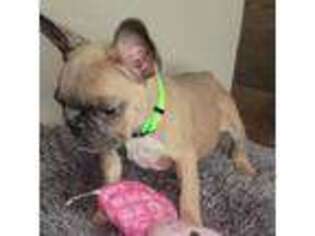 French Bulldog Puppy for sale in Jasonville, IN, USA