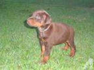 Doberman Pinscher Puppy for sale in CORINTH, MS, USA