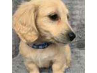 Dachshund Puppy for sale in Claremore, OK, USA